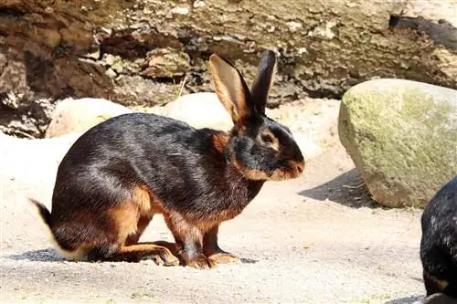 Informacione për lepurin belg: Udhëzues për kujdesin, varietetet, jetëgjatësia & Më shumë (me foto)