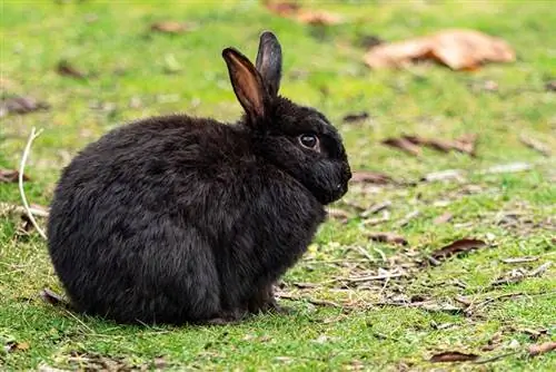Alaska Rabbit: Omsorg, temperament, habitat & Træk (med billeder)