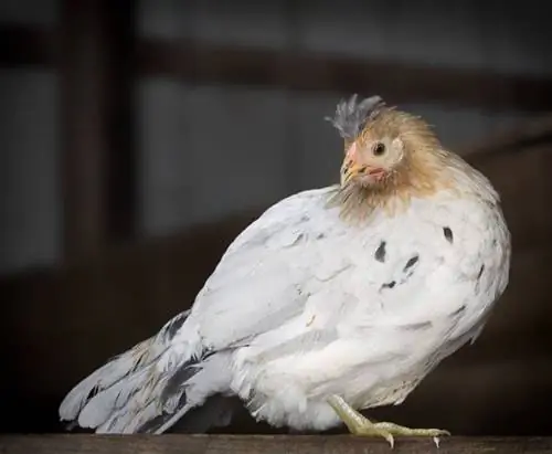 Icelandic Chicken: Mga Pinagmulan, Mga Katangian, Hitsura & Varieties (May Mga Larawan)