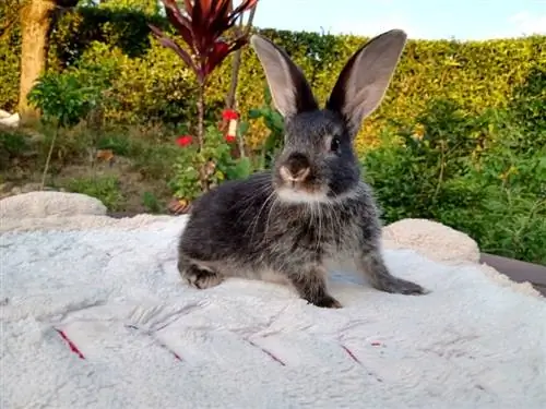 Stříbrný kuní králík: Péče, temperament, stanoviště & Vlastnosti (s obrázky)