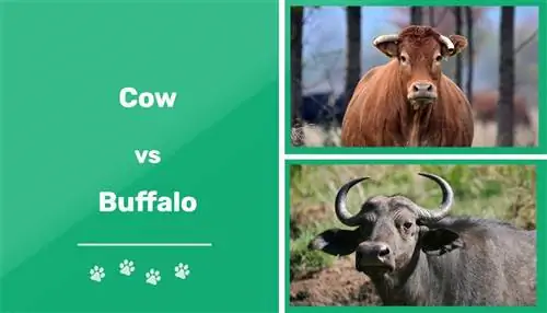 Vaques contra búfals: les diferències clau (amb imatges)