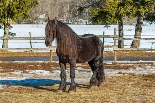 Black Forest Horse: ข้อมูล, รูปภาพ, อารมณ์ & ลักษณะนิสัย