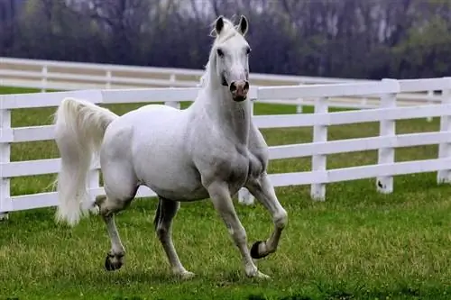 Lipizzaner Horse: Fakte, Jetëgjatësia, Sjellja & Udhëzues kujdesi (me fotografi)