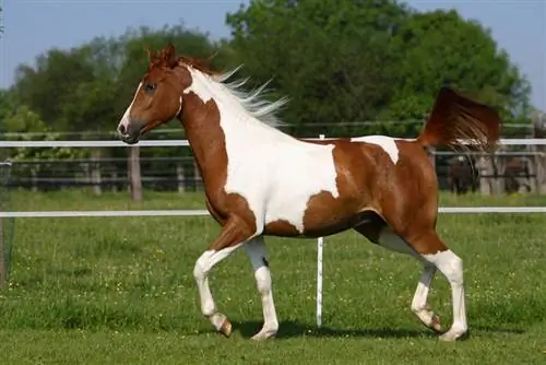 Pinto Horse: teave, pildid, temperament & omadused