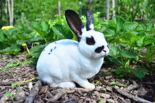 Rex Rabbit: Omsorg, temperament, habitat & Egenskaper (med bilder)