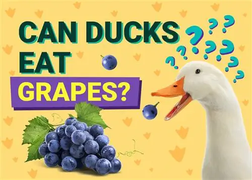 Mogu li patke jesti grožđe? Važna sigurnosna razmatranja