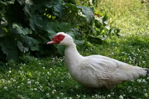 9 witte eendenrassen (met afbeeldingen)