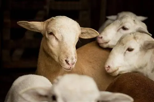 Moutons Katahdin : faits, durée de vie, comportement & Guide d'entretien (avec images)