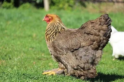 6 Asian Chicken Breeds (nrog duab)
