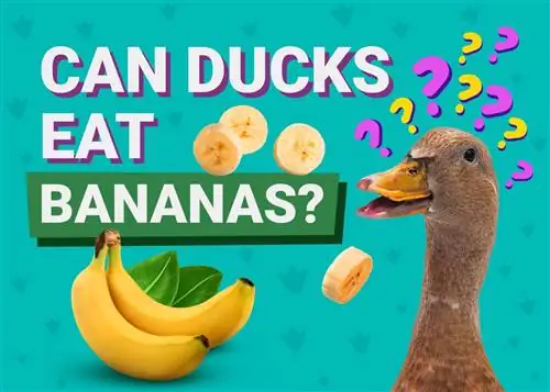 ¿Pueden los patos comer plátanos? Nutrición & Guía de seguridad