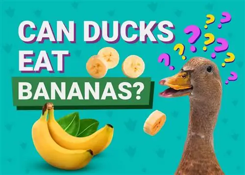 Bisakah Bebek Makan Pisang? Panduan Keamanan Nutrisi &