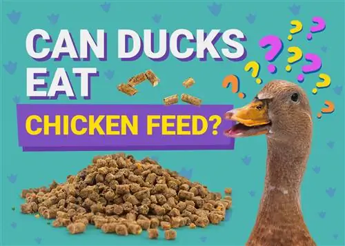 Czy kaczki mogą jeść karmę dla kurczaków? Odżywianie & Przewodnik bezpieczeństwa