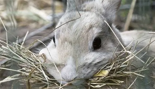 4 voedingsmiddelen om uw konijn te voeren: door dierenartsen goedgekeurde voedingsfeiten & Advies