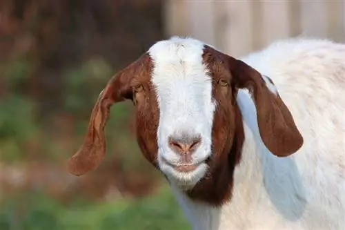 Kambing Boer: Panduan Perawatan, Varietas, Umur & Lainnya (dengan Gambar)