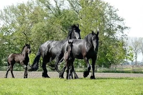 Hvor mange hesteraser finnes det i verden? (2023-veiledning)