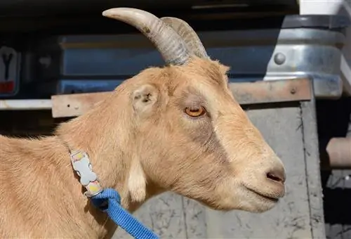 LaMancha koza: nega, temperament, habitat & lastnosti (s slikami)