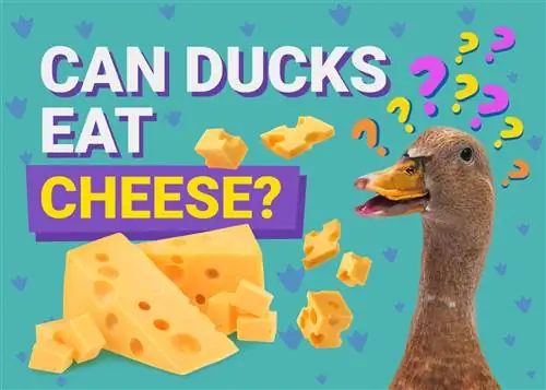 Могат ли патиците да ядат сирене? Хранене & Съображения за безопасност