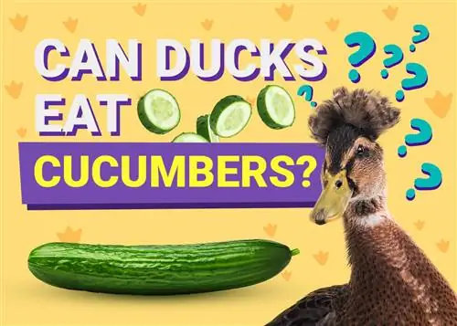 آیا اردک ها می توانند خیار بخورند؟ تغذیه & ملاحظات ایمنی