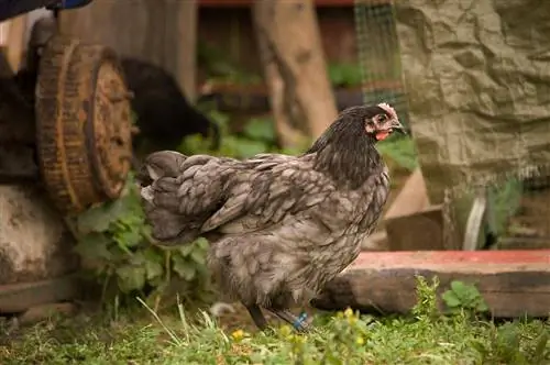 Blue Orpington Chicken: Fakta, livslängd, beteende & Skötselguide (med bilder)