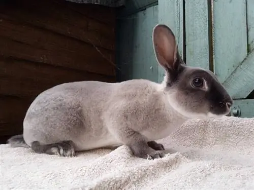 Smoke Pearl Rabbit: Perawatan, Temperamen, Habitat & Sifat (Dengan Gambar)