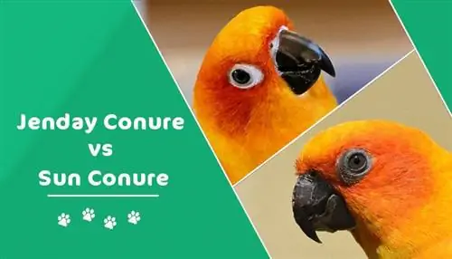 Jenday Conure vs Sun Conure: Mi a különbség?