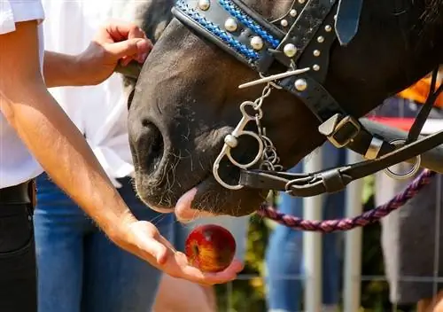 Quant & Amb quina freqüència haurien de menjar els cavalls? (Amb gràfic d'alimentació)