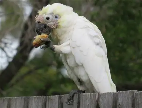 13 DIY pamlsků pro svého kakadua, které si můžete vyrobit ještě dnes (s obrázky)