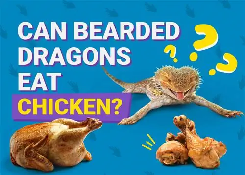 Ar barzdoti drakonai gali valgyti vištieną? Sveikata & Saugos vadovas