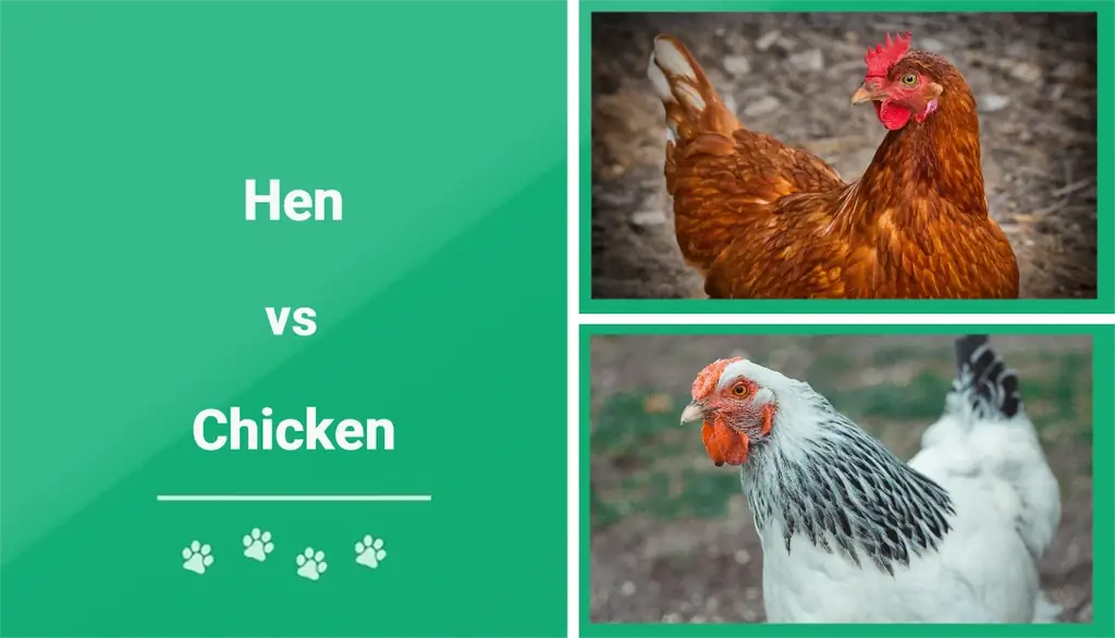 Poule contre poulet : les principales différences (avec images)