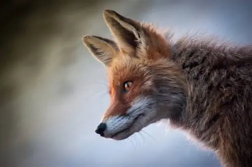 May kaugnayan ba ang mga Fox sa Aso? Canidae Cousins & Family Tree