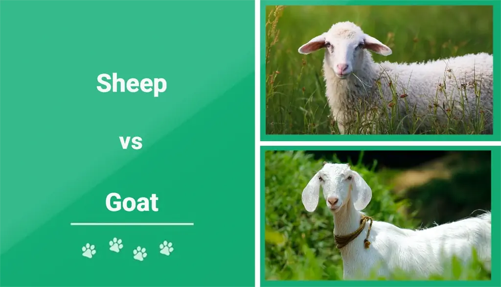 گوسفند در مقابل بز: تفاوت های کلیدی (همراه با تصاویر)