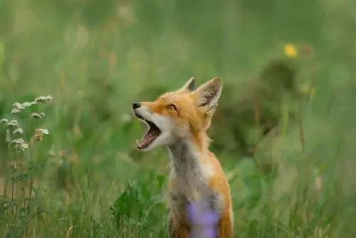 Kako lisice komuniciraju? Govor tijela, vokal & Objašnjeni mirisi