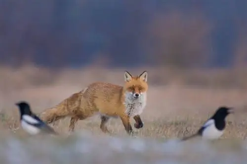 Fox Gerçekleri: Neye benziyorlar, Boyut & Ömür