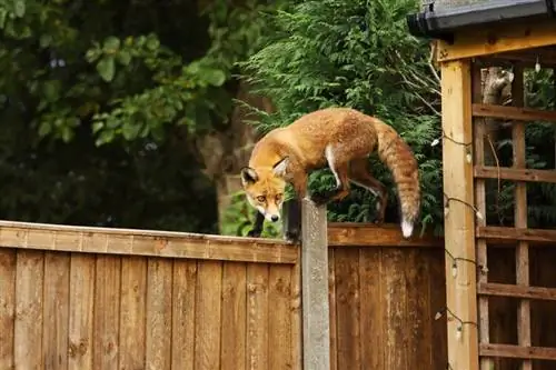 Kaj jedo lisice? Divja & Informacije o prehrani Urban Fox & Navade