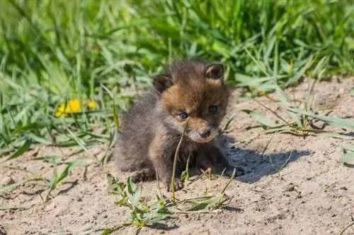 Fox Cubs 101: Büyüme Aşamaları, Beslenme, & Bakım