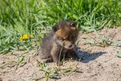 Fox Cubs 101: ზრდის ეტაპები, კვება, & მოვლა