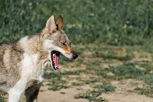 Σκύλος Πνίγεται; Πώς να εκτελέσετε τον ελιγμό Heimlich (Απάντηση κτηνίατρου)