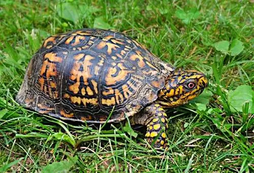 ¿Qué tamaño tienen las tortugas de caja? Tabla de crecimiento de peso promedio &