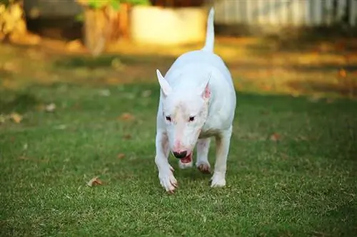 Combien de temps vit un Bull Terrier ? Durée de vie moyenne, données &