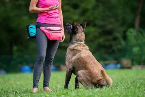 Thaum twg Belgian Malinois calm down? Exercise, Genetics & Stimulation