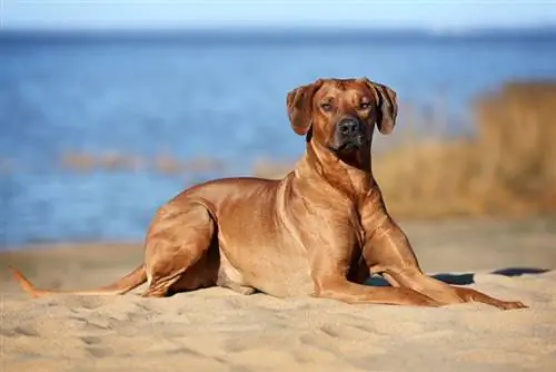 არის თუ არა Rhodesian Ridgebacks ჰიპოალერგიული? რჩევები, ფაქტები & ხშირად დასმული კითხვები