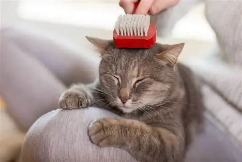 Como limpar uma escova de gato em 5 etapas simples