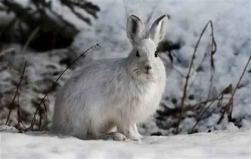 Cosa fanno i conigli selvatici durante l'inverno? Sopravvivenza, Dieta & Altro