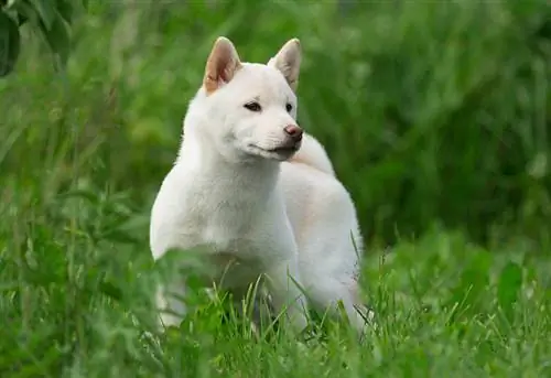 Cream Shiba Inu: fakta, historie & Opprinnelse (med bilder)