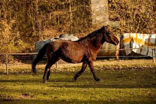 4 норвежки породи коне: история, черти & Още (със снимки)