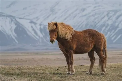 5 Giống ngựa lâu đời nhất trên thế giới (kèm Ảnh)