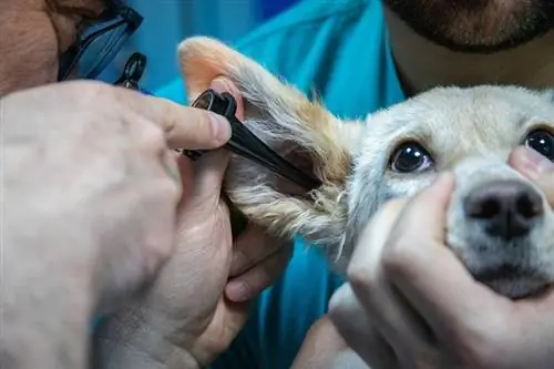 Hoeveel kost het medicijn voor oorontsteking bij honden? (2023-update)