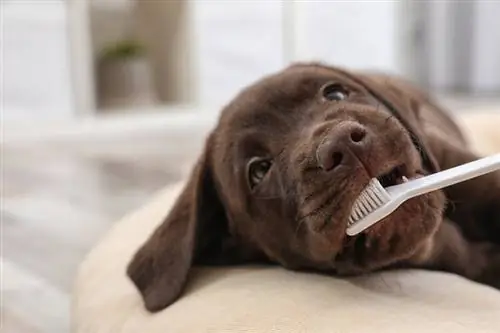 Kolik stojí čištění psích zubů v Kanadě? (Aktualizace z roku 2023)