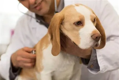 Problemas de saúde do Beagle: 7 doenças comuns a serem observadas