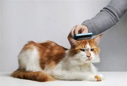 7 tipos de cepillos para gatos: una descripción general (con imágenes)
